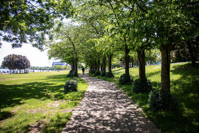 Footpath amidst trees in park