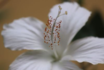 Close-up of white flower