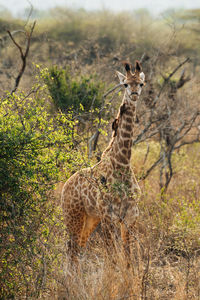 Portrait of giraffe standing on field