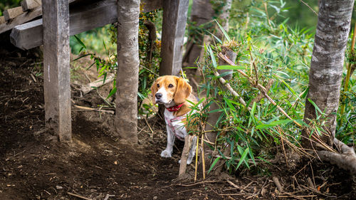 Dog running in forest