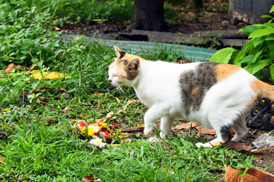 Cat standing in a field