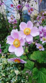 Close-up of pink flowers