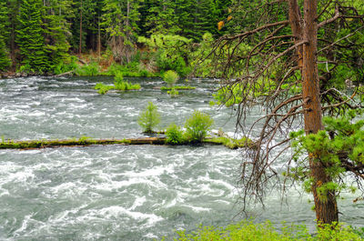 River flowing through forest