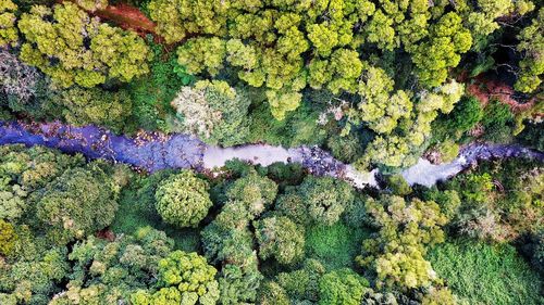 High angle view of moss growing on plant