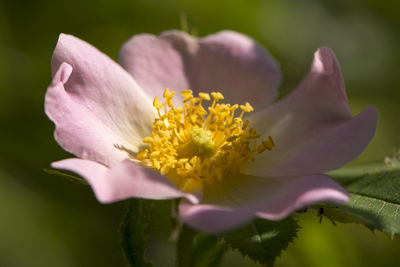 Close-up of yellow flowering plant