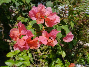 Close-up of pink flowering plant