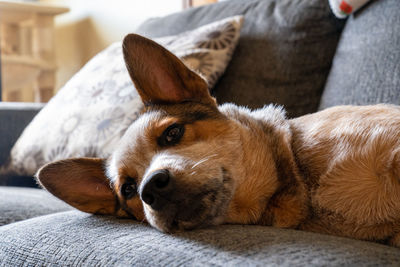 Close-up of australian cattle dog relaxing on bed at home