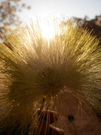 Close-up of flower against sky