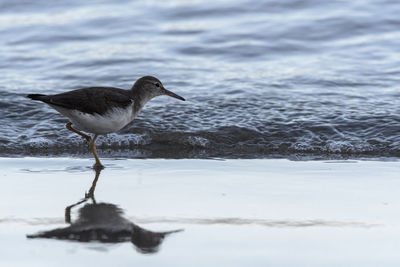 Side view of a bird on beach