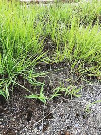 High angle view of plants growing on field