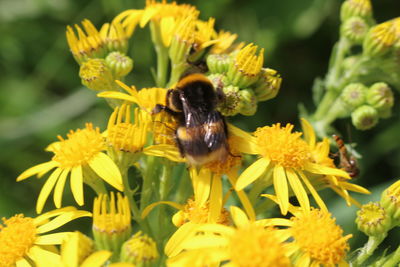 Close-up of bee pollinating on yellow flower