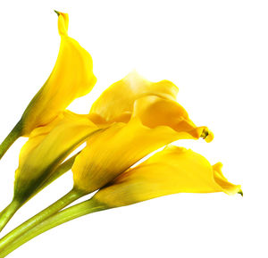 Close-up of yellow flower against white background