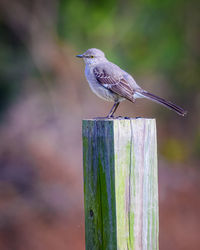 Close-up of bird perching on wooden post