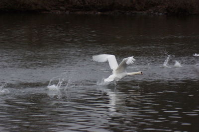 Swan swimming in lake