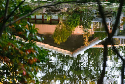 Reflection of trees in lake