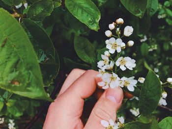Close-up of cropped hand holding white flowers in park