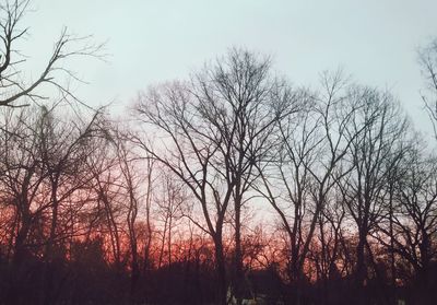 Low angle view of silhouette bare trees against sky