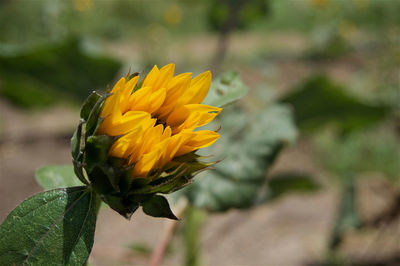 Close-up of yellow flower blooming