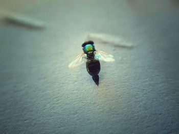 High angle view of fly