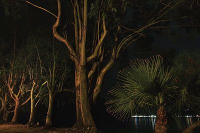 Low angle view of tree at night