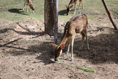 Deer in a field