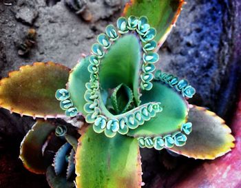 Close-up of cactus plant