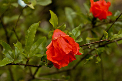 Close-up of red flower blooming outdoors