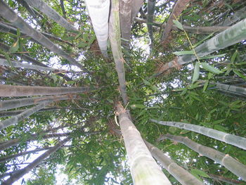 Low angle view of trees against sky