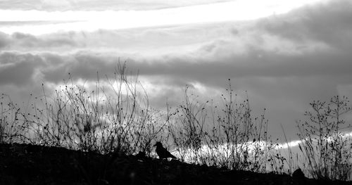 Silhouette landscape against clouds