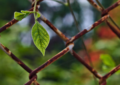 Close-up of plant against blurred background