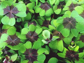 Full frame shot of plants