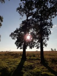 Trees on field against sky