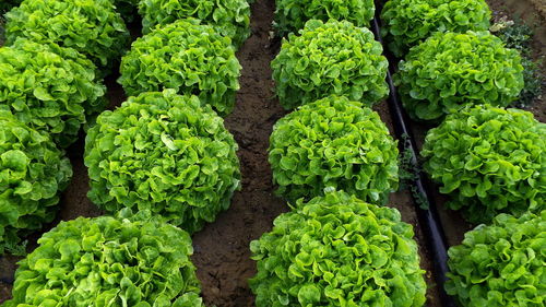 Full frame shot of lettuce growing on field