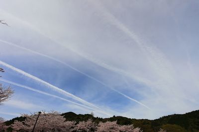 Low angle view of trees against sky