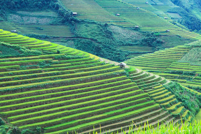 Rice fields on terraced in rainny season at mu cang chai, yen bai, vietnam. rice fields