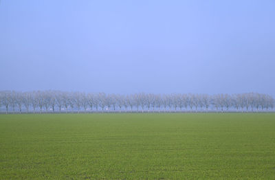 Scenic view of field against clear sky