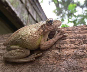 Close-up of tree frog on wood