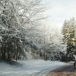 Snow covered road along trees