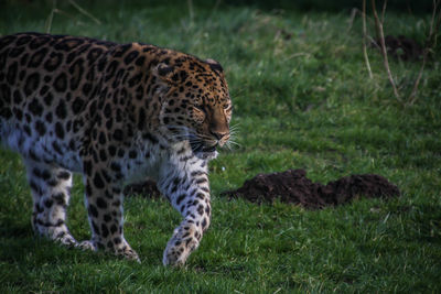 Close-up of tiger on field