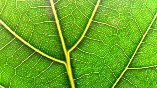 Full frame shot of green leaves