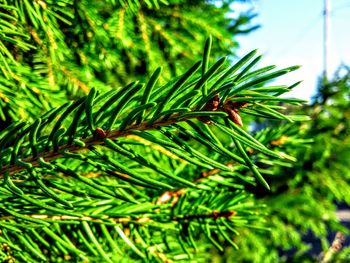 Close-up of plant against sky