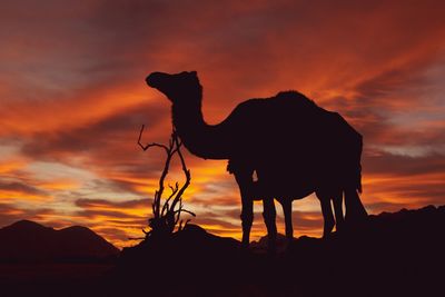 Silhouette horse standing against orange sunset sky