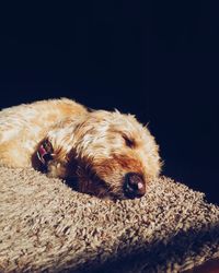 Close-up of dog relaxing on black background