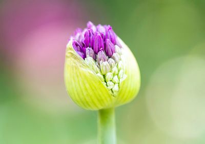 Close-up of pink lotus water lily