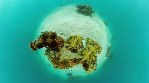 Close-up of jellyfish swimming in sea