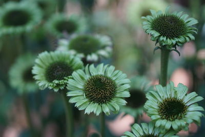 Close-up of succulent plant