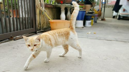 Portrait of cat on street