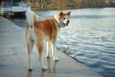 High angle view of dog standing in water