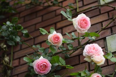 Close-up of pink rose