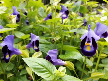 Close-up of purple flowering plants